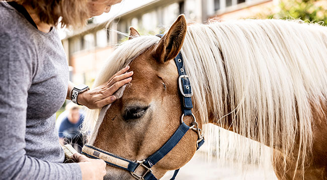 Pferdegestützte Therapie